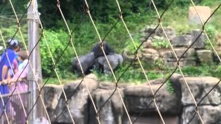 Gorilla fight st louis zoo