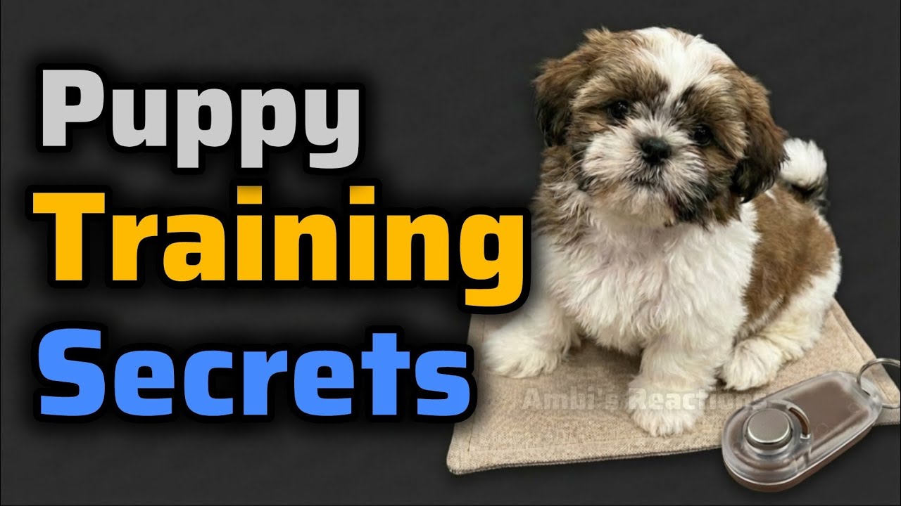 Basic Training For Our Ambi Shihtzu Puppy🐶 