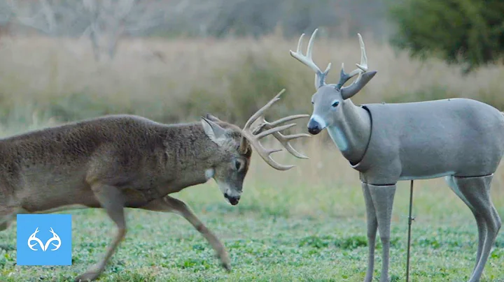 Buck DESTROYS Decoy | Michael Hunsucker in Missour...