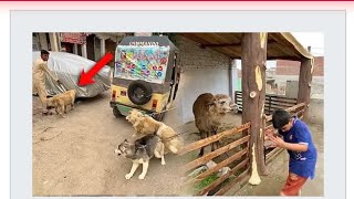 Lama ne shayan par thook phenk di 😂😋