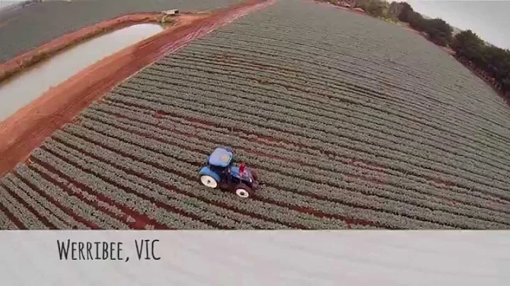 Integrated Pest Management (IPM) in vegetables (broccoli)