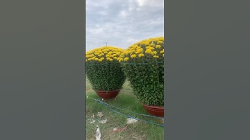 Hoa Cúc Đại Đóa Tết 2025 Hàng TAM SƯ Chậu 1M2 1M 85 60 Hình Bộ Chậu Hoa 10 Năm Như 1 Hàng Xuất MN