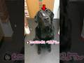 黒ラブくんのおちゃめなところ♡ #ラブラドールレトリバー #大型犬 #shorts