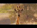 Protecting Giraffes from Extinction | Saving Giraffes Part 1 | Africa&#39;s Gentle Giants | BBC Earth