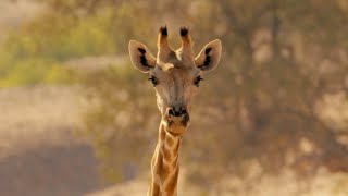 Protecting Giraffes from Extinction | Saving Giraffes Part 1 | Africa's Gentle Giants | BBC Earth