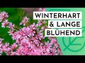 20 winterharte  langblhende strucher fr deinen garten max 2m hoch