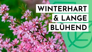 20 Winterharte Langblühende Sträucher Für Deinen Garten Max. 2M Hoch