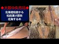 【中央市場】松前漬けに使用されるスルメも入荷してます