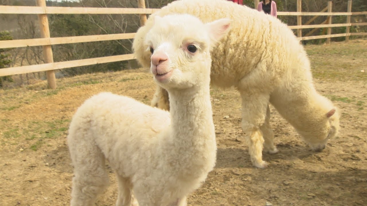 くりくりふわふわ ドイツの森でアルパカの赤ちゃん誕生 岡山 赤磐市 Youtube