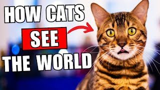 How Do Cats See the World? | Kitten Munch Answers by Kitten Munch 286 views 2 months ago 9 minutes, 34 seconds