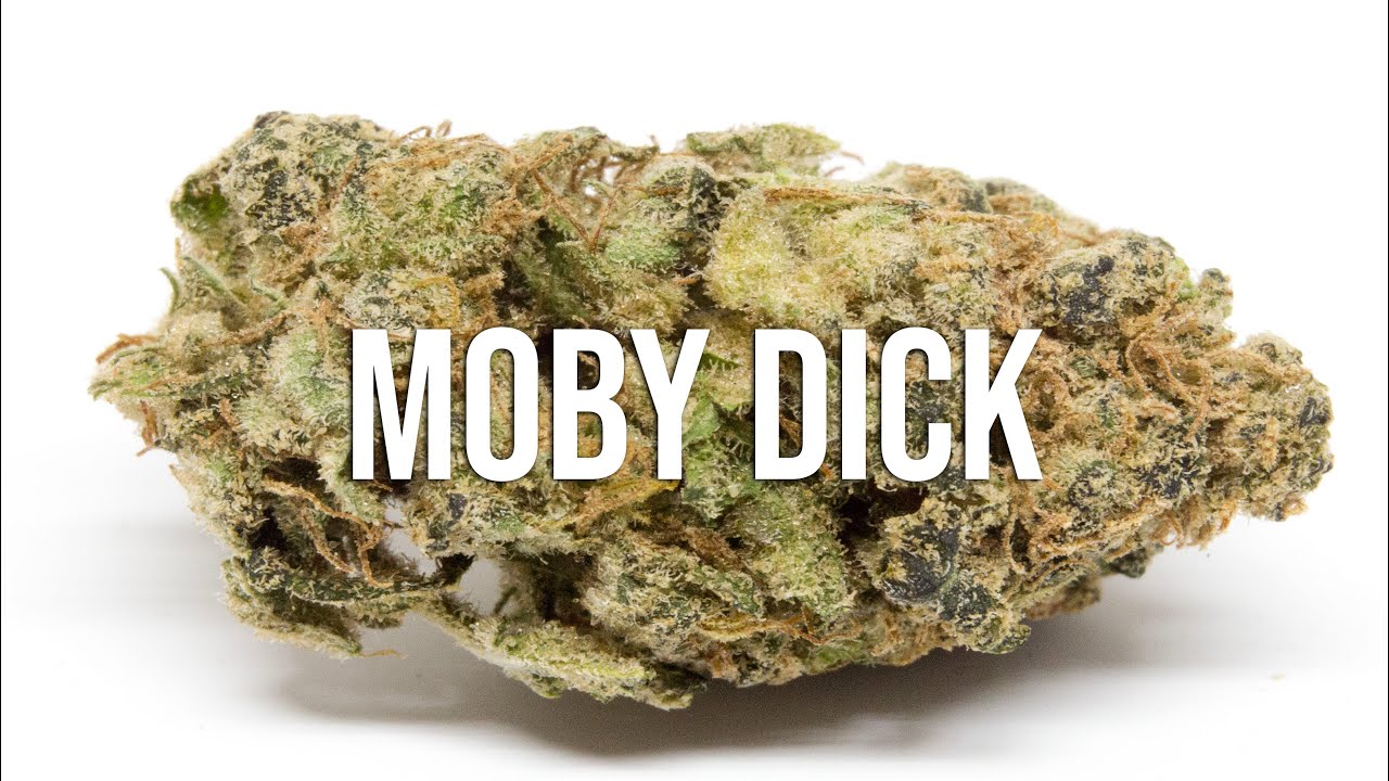 Moby Dick cannabis strain review - you'll love this HIGH - YouTube
