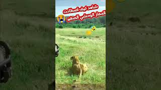 شاهد .. كيف غدرت الحمار الوحشي وانقضت عليه  ?shorts