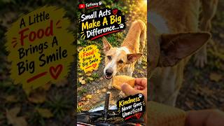 Poor dogs were hungry 🐕 Feed and rescue stray dogs part 2 #feed #stray #dog