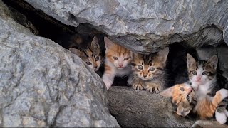 Poor Kittens hiding under rocks to avoid harm.