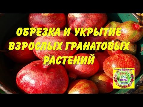 Обрезка и укрытие взрослых гранатовых растений