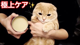 されるがままに肉球ケアをされる猫がこちら