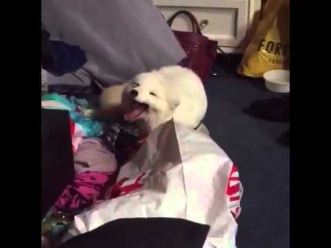 laughing-dog