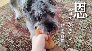 恩着せがましい飼い主。けふの日常。【miniature schnauzer】【犬vlog】#920