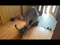 1ヶ月ぶりに大好きなばーばと再会した甘えん坊猫「はなちゃん」