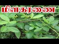  milakaranai      plantmalli mooligai