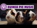 Guinea Pig Music - Deep Anxiety Relief Songs!