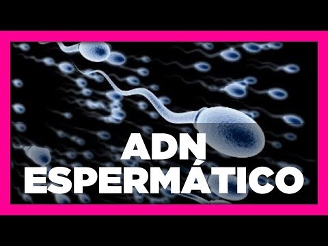 Vídeo: Com prevenir la fragmentació?