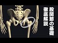 長編:股関節の骨や動き、筋肉の解剖学を解説してみた