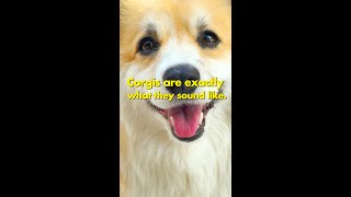 THE Corgi ASMR video you never knew you needed! #asmr #shorts