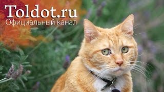 Ты, я и наши обиды. Анатомия семейных отношений с рабанит Диной Лейбман 2 Ты, я и наши обиды. Анатомия семейных отношений с рабанит Диной Лейбман 2