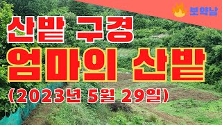 엄마의 산밭에 상추, 들깻잎 뜯으러 갔다가왔어요 #보약남