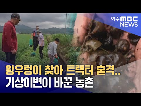 왕우렁이 찾아 트랙터 출격..기상이변이 바꾼 농촌 -R(250303월/뉴스투데이)