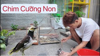 Mua thêm Chim Cưỡng Non về nuôi , Choè Đất bay đi chưa thấy về | Mạc Văn Khoa , Chim Cá Cảnh