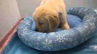 259420ゴールデン