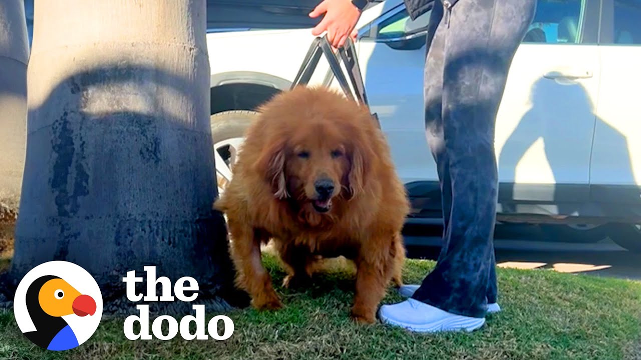 125-Pound Golden Retriever Couldn't Even Stand Up On Her Own | The Dodo ...