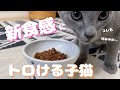 優しくトロける新食感。ヤバい味をまた一つ知ってしまったかわいい子猫【ロシアンブルー】ロイヤルカナン　キトンウェット　グレービー