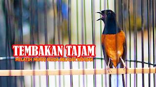 MURAI BATU TEMBAKAN KENARI, MASTERAN MURAI BATU MUDA AGAR CEPAT BELAJAR NEMBAK