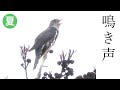 ホトトギスの鳴き声(さえずり)