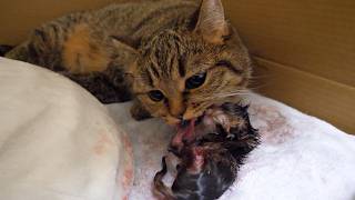 Here's what happened when Lili the cat gave birth to her second litter of kittens.