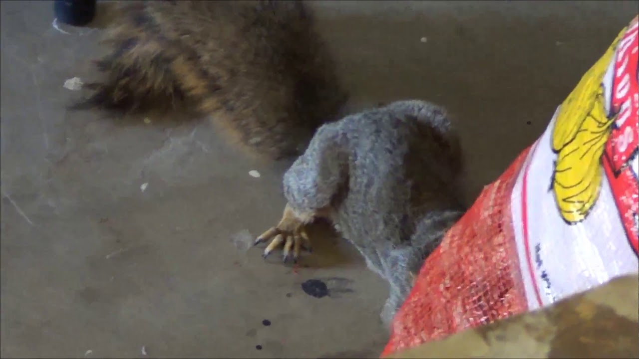 armenian dad you are stealing my nuts youtube