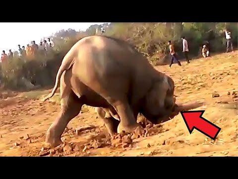 Слон который копал яму 11 часов, наконец-то вытащил то, чего никто не ожидал...