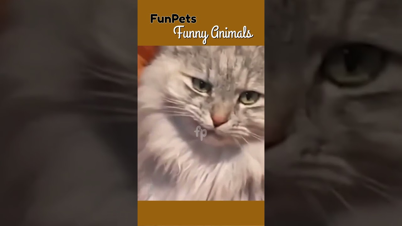 FunPets 29062025 