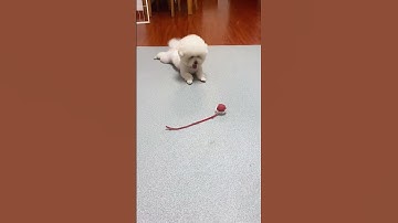 Your Cat Won’t Stop Playing with This Smart Rolling Ball!