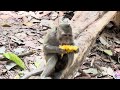 Cutie small baby monkey and wonderful mom #monkey #babymonkey #animal #animallovers