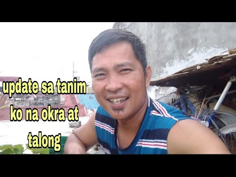 update sa tanim ko na okra at talong