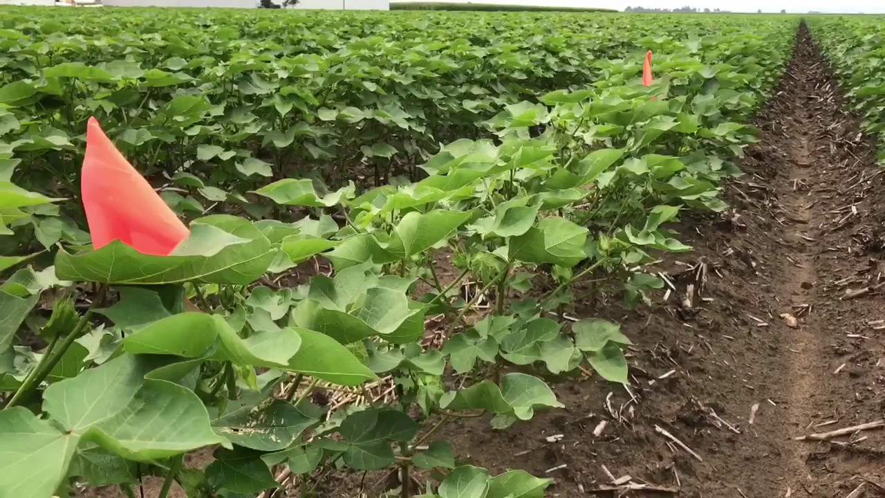 Cotton plant population YouTube