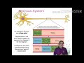 Structure of neuron conduction  saltatory conduction by dr sandeep chede