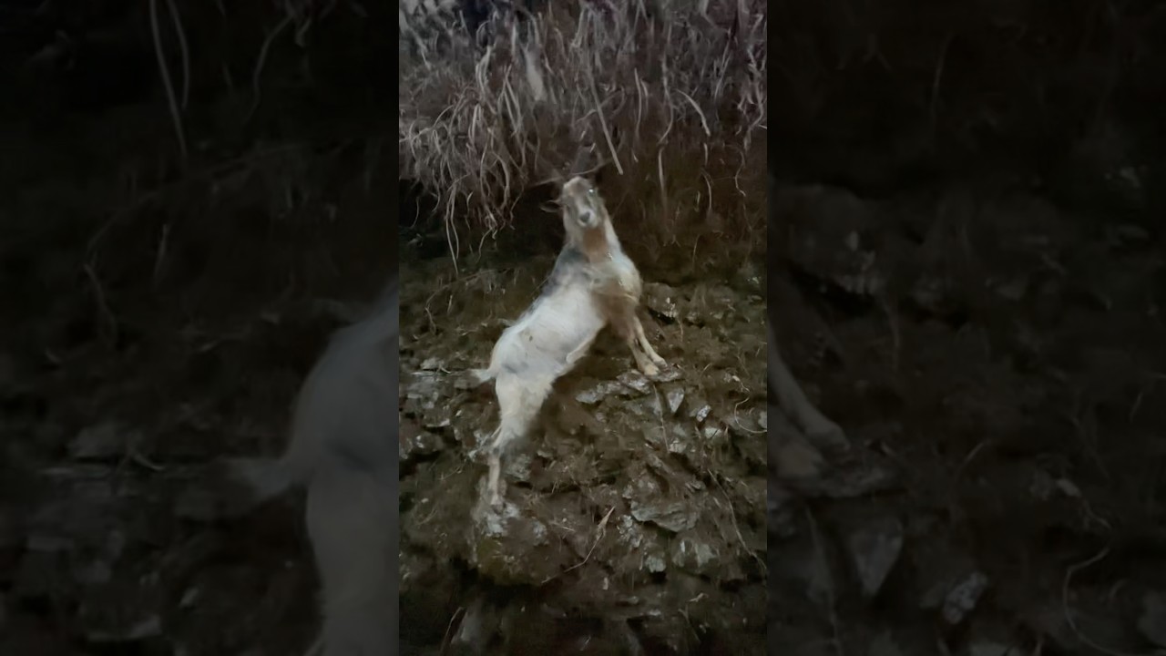 ヤギの子はヤギ！