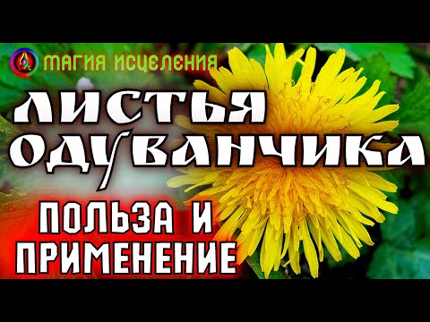 Листья одуванчика, польза и применение | Одуванчик польза для человека