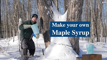 Make your own Maple Syrup
