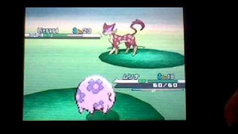 (ISHC) Shiny Liepard after 1853 encounters